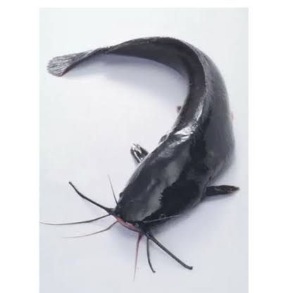 Nigerian Catfish with head (Frozen and Gutted)